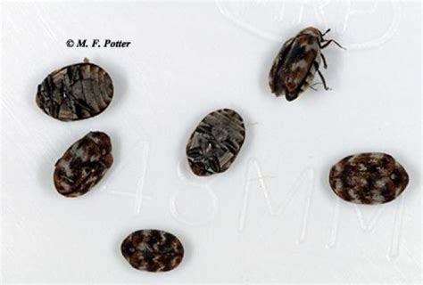 What Are Carpet Beetles Do Carpet Beetles Live In Northern California