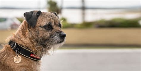 #norrbottenspitz instagram videos and photos. Border Terrier - Rassenportrait