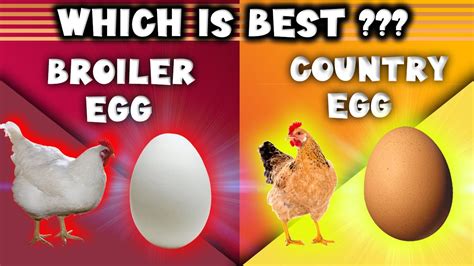 which is the best broiler egg or country egg fact digest youtube