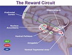 The Limbic System and the Reticular Formation
