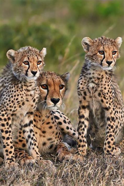 Cheetah Mother And Her Cubs Photographed A Late Magical Nature Tour