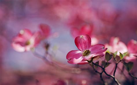 Wallpaper 1920x1200 Px Depth Of Field Nature Pink Flowers Plants