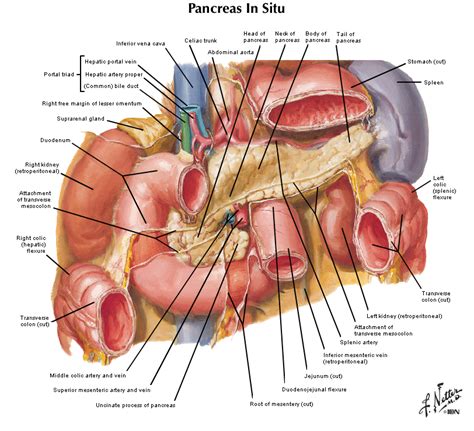 Duke Pathology Hepatobiliary Pancreas