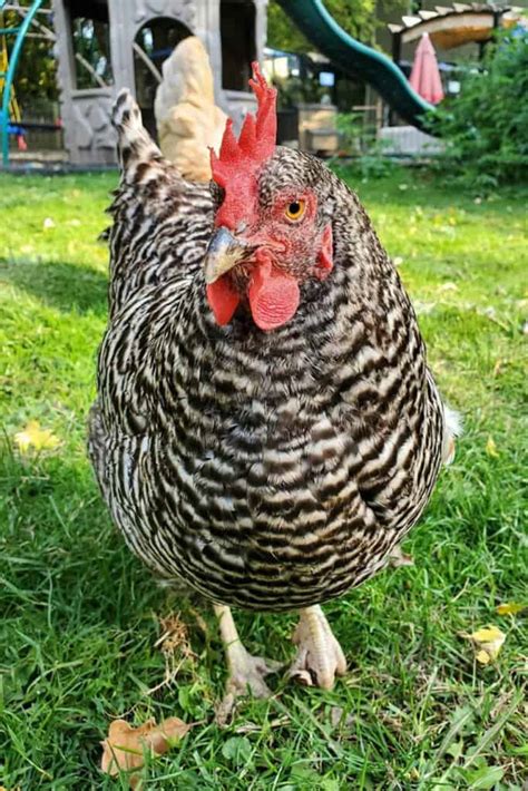 Sexing Barred Rock Chicks