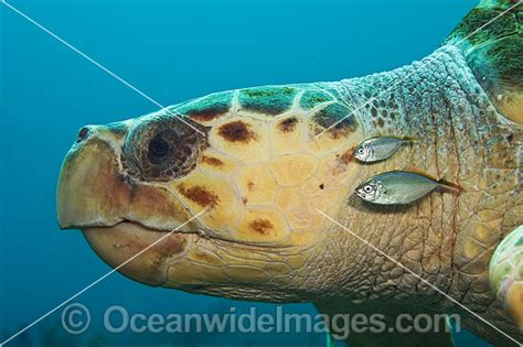 Loggerhead Sea Turtle And Fish Photo Image