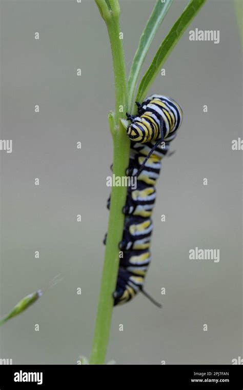 Monarch Butterfly Caterpillar Danaus Plexippus On Milkweed Stock Photo