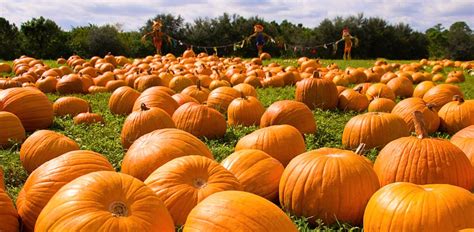 The 15 Best Pumpkin Patches In Va To Visit For 2023 Blue Ridge