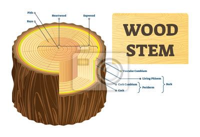 Wood Stem Vector Illustration Educational Labeled Tree Rings Pinturas