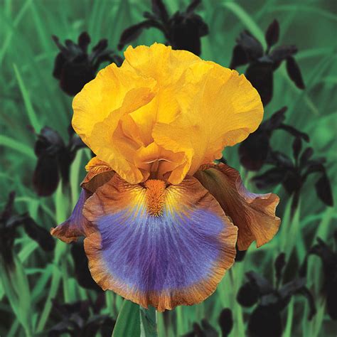 Megabucks Bearded Iris Bearded Irises For Sale Brecks