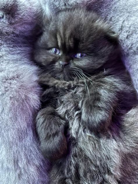 Beautiful Persian Folds Male Scottish Fold Kitten For Sale In Oregon United States Profile