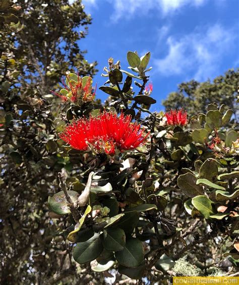 The Lehua Blossom On The Ohia Tree Go Visit Hawaii