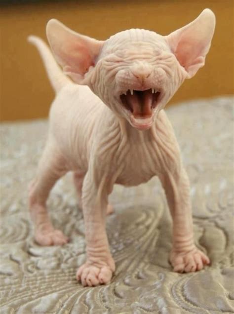 Image Result For Worlds Ugliest Cat Funny Memes Baby Animals