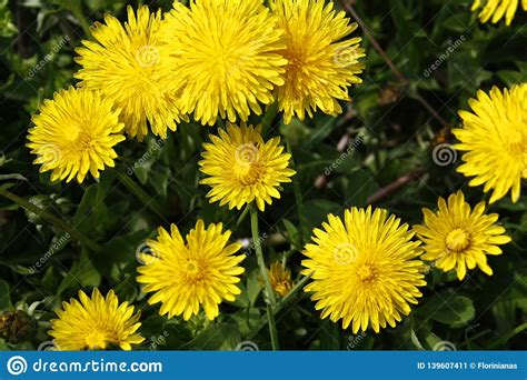 Yellow Dandelions Blooms On A Spring Meadow Stock Image Image Of