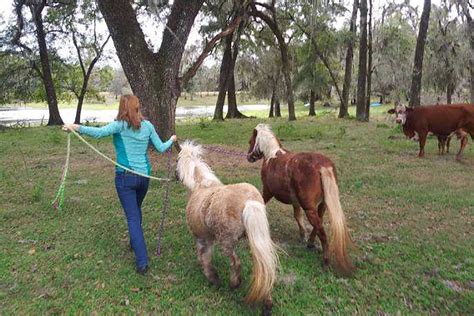 Thanks To A Rescue Two Miniature Horses Are Now Living Large