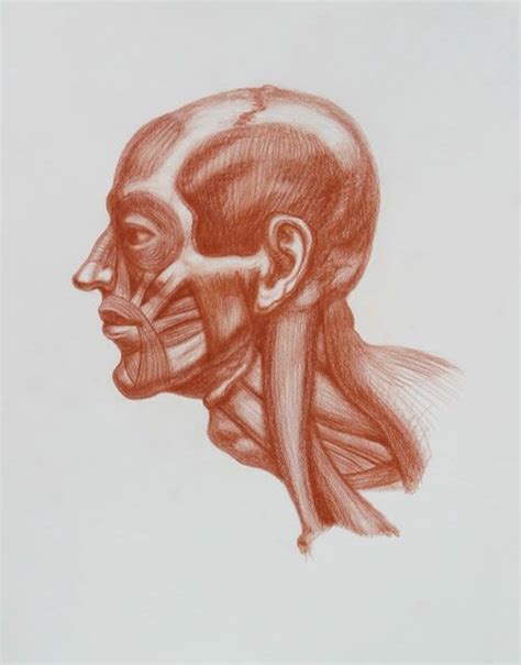 Master Draftsman Of The Human Form Artistic Anatomy Humanis