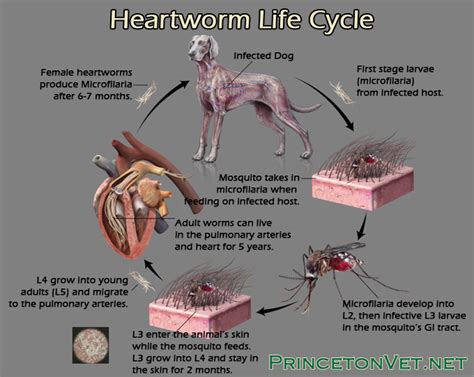 Whether the new host is a dog, cat, or in rare cases, a human, the parasite's only means of spreading into the bloodstream is through these pests. The Basics of Heartworms - Tavares Animal Hospital