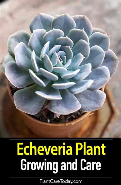 Echeveria Care Growing Echeveria Succulent Plants