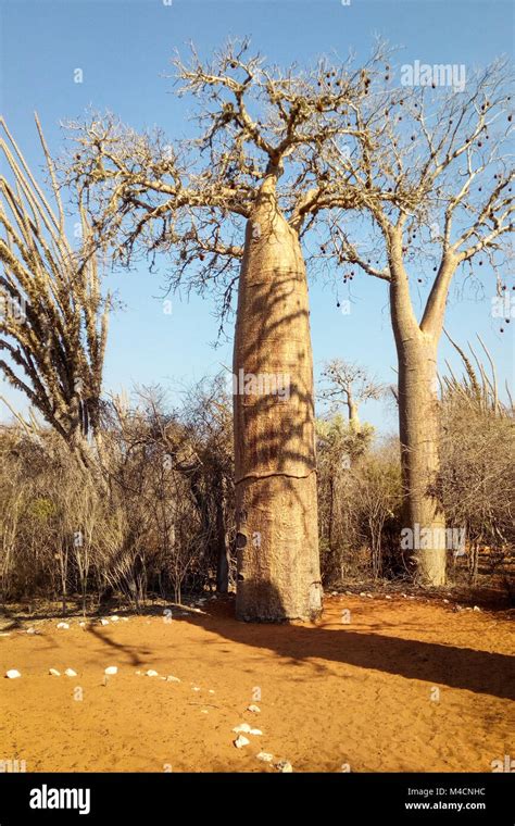 Baobab Trees Ifaty Spiny Forest Madagascar Stock Photo Alamy