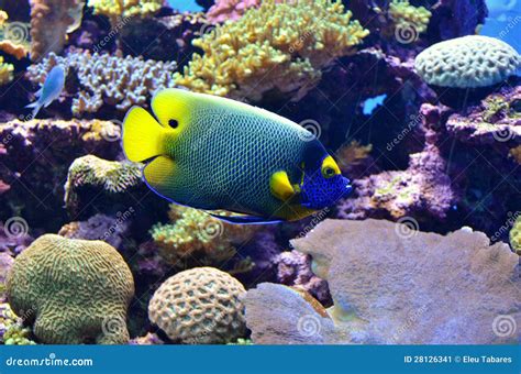 Blue Face Angel Stock Image Image Of Animal Aquarium 28126341