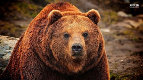 Grizzly Bear Wallpaper 1366x768 74739