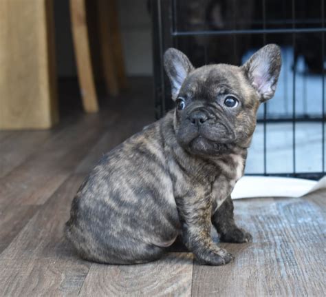 Can frenchies swim at all? PennySaver | Pure bred bloodline blue French Bulldog pups ...