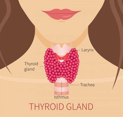 Natural Remedies For Hypothyroidism In Women Mother Of Health