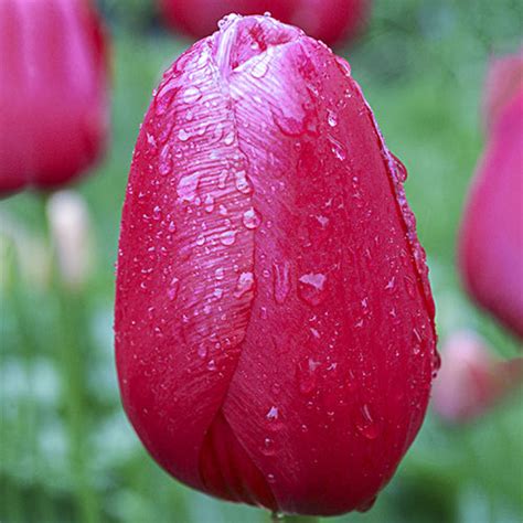 May Flowering Tulip Yosemite K Van Bourgondien Wholesale Bulb