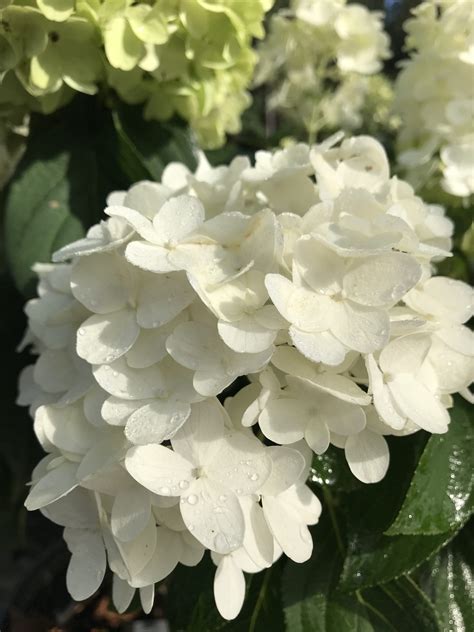 Hydrangea White Wedding Lathams Nursery