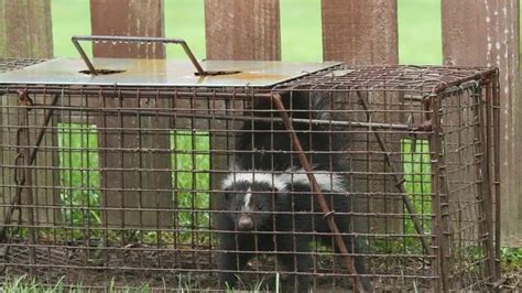How To Trap A Skunk Baits And Expert Skunk Trap Tips Varmintremoval