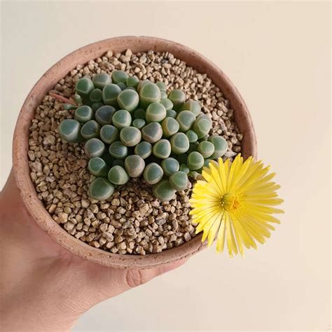 Fenestraria Succulent That Looks Like A Baby Toe