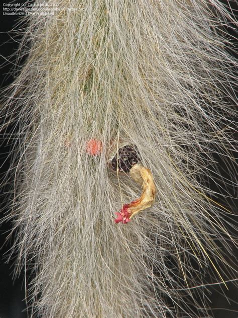 It grows quite rapidly and very vigorously. PlantFiles Pictures: Cleistocactus Species, Monkey's Tail ...