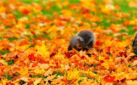 Fall Animal Wallpapers Top Free Fall Animal Backgrounds Wallpaperaccess