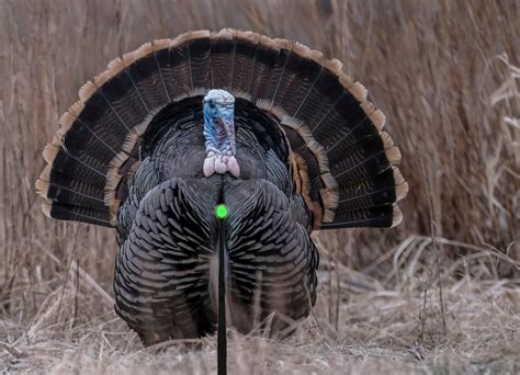 Where To Shoot A Turkey With A Bow Field Stream