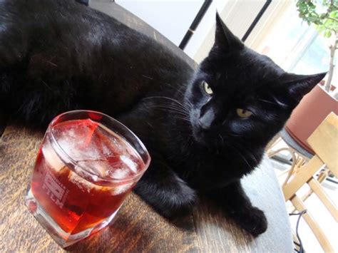 Friday the 13th, commonly mistaken as black friday, is considered an unlucky day in western superstition. The Black Cat Cocktail For Friday The 13th - DrinksFeed