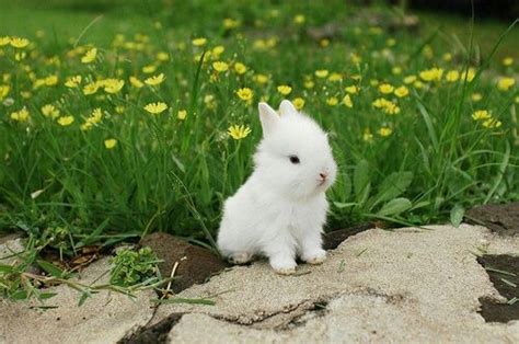 Cute Little Bunny Pictures Photos And Images For