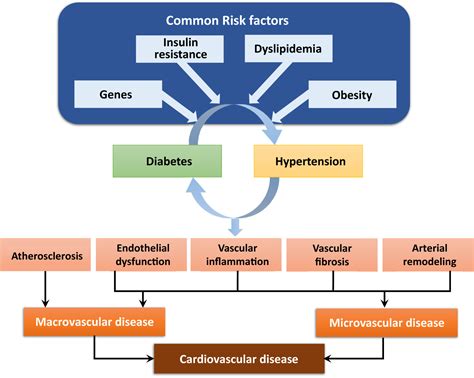 Diabetes Hypertension And Cardiovascular Disease Clinical Insights And Vascular Mechanisms