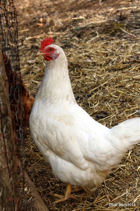 The wyandotte chicken is an american breed named after a north american indian tribe. Country Charm: Why different chicken breeds?