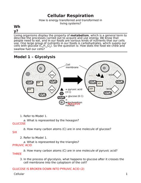 Pogil Answer Key Cellular Respiration 13 Cellular Respiration Key 1 Cellular Respiration How