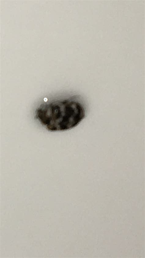 Tiny Beetles In My Bathroom Ask Extension