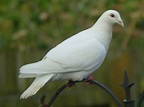 Birding For Pleasure: White Dove in my Garden