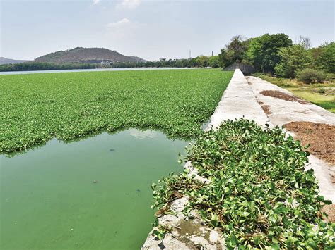 Biodiversity Lake Study Points To Better Biodiversity Pashan Water