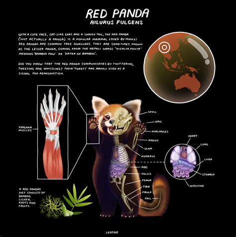 Leonie Herson Red Panda Anatomy