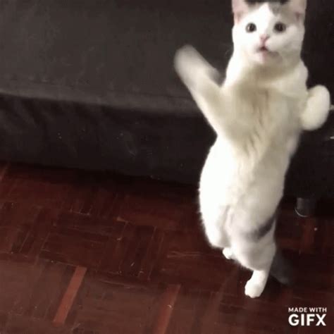Cat Dance Gif Cat Dance Notice Me Discover Share Gifs