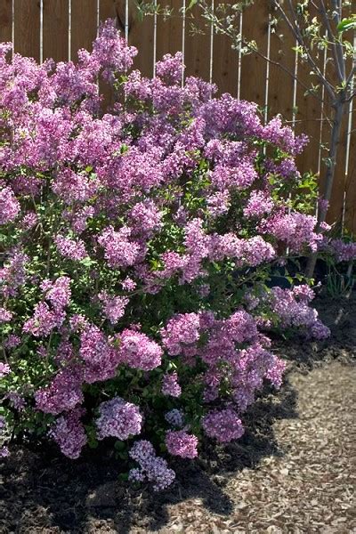Buy Bloomerang Purple Lilac For Sale Online From Wilson
