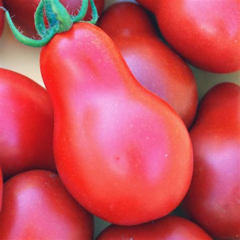 Tomato Red Pear Great Heirloom Garden Vegetable 100 Seeds