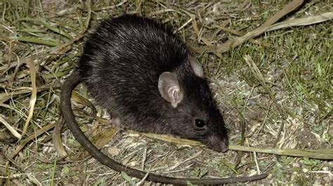 La Rata Negra Una Especie Asiática Ya Está En España