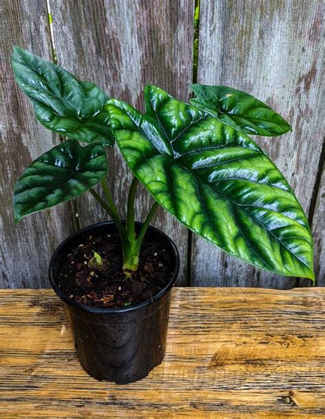 Alocasia Sinuata Looks Like A Shield Buy It Now At Zone 9 Tropicals