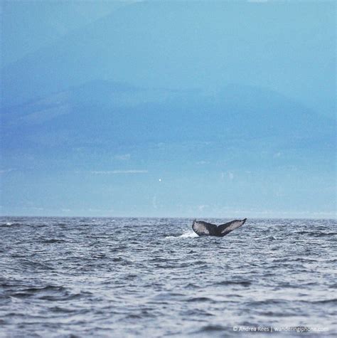 A Close Encounter With Orcas In British Columbia