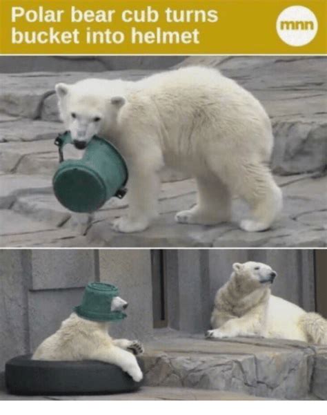 Polar Bear Cub Turns Bucket Into Helmet Mnn Bear Meme On Meme
