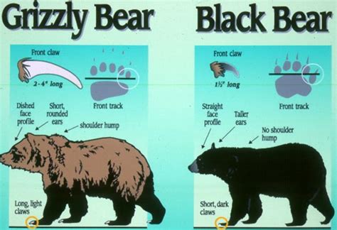 Black Bear And Grizzly Bear Comparison Card Grizzly Bear Black Bear
